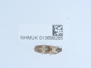  ( - NHMUK013699285)  @11 [ ] Unspecified (default): All Rights Reserved  Unspecified Unspecified