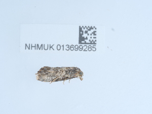  ( - NHMUK013699285)  @11 [ ] Unspecified (default): All Rights Reserved  Unspecified Unspecified