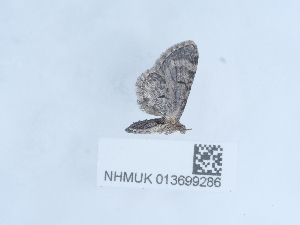  ( - NHMUK013699286)  @11 [ ] Unspecified (default): All Rights Reserved  Unspecified Unspecified