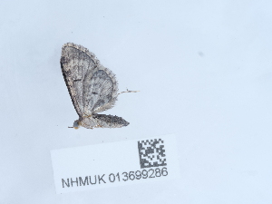  ( - NHMUK013699286)  @11 [ ] Unspecified (default): All Rights Reserved  Unspecified Unspecified
