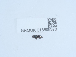  ( - NHMUK013699378)  @11 [ ] Unspecified (default): All Rights Reserved  Unspecified Unspecified