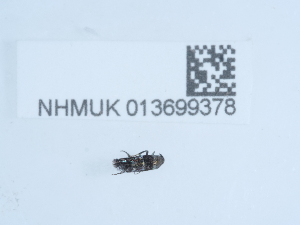  ( - NHMUK013699378)  @11 [ ] Unspecified (default): All Rights Reserved  Unspecified Unspecified