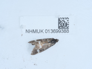  ( - NHMUK013699388)  @11 [ ] Unspecified (default): All Rights Reserved  Unspecified Unspecified