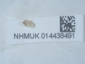  ( - NHMUK014438491)  @11 [ ] Unspecified (default): All Rights Reserved  Unspecified Unspecified