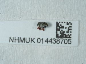  ( - NHMUK014438705)  @11 [ ] Unspecified (default): All Rights Reserved  Unspecified Unspecified