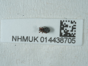  ( - NHMUK014438705)  @11 [ ] Unspecified (default): All Rights Reserved  Unspecified Unspecified