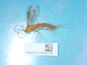  ( - NHMUK014543734)  @11 [ ] Unspecified (default): All Rights Reserved  Unspecified Unspecified