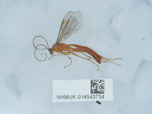  ( - NHMUK014543734)  @11 [ ] Unspecified (default): All Rights Reserved  Unspecified Unspecified