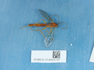  ( - NHMUK014543737)  @11 [ ] Unspecified (default): All Rights Reserved  Unspecified Unspecified