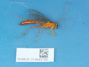  ( - NHMUK014543780)  @11 [ ] Unspecified (default): All Rights Reserved  Unspecified Unspecified