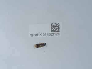  ( - NHMUK014562126)  @11 [ ] Unspecified (default): All Rights Reserved  Unspecified Unspecified