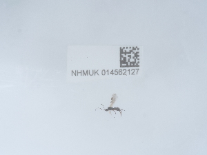  ( - NHMUK014562127)  @11 [ ] Unspecified (default): All Rights Reserved  Unspecified Unspecified