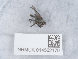  ( - NHMUK014562170)  @11 [ ] Unspecified (default): All Rights Reserved  Unspecified Unspecified