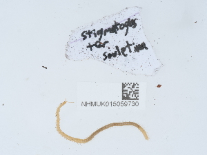  (Haplophilus - NHMUK015059730)  @11 [ ] Unspecified (default): All Rights Reserved  Unspecified Unspecified