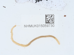  ( - NHMUK015059730)  @11 [ ] Unspecified (default): All Rights Reserved  Unspecified Unspecified