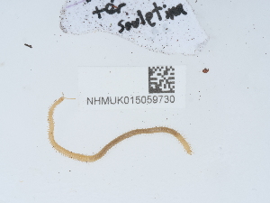  ( - NHMUK015059730)  @11 [ ] Unspecified (default): All Rights Reserved  Unspecified Unspecified