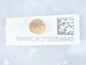  ( - NHMUK015059945)  @11 [ ] Unspecified (default): All Rights Reserved  Unspecified Unspecified