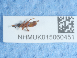  ( - NHMUK015060451)  @11 [ ] Unspecified (default): All Rights Reserved  Unspecified Unspecified