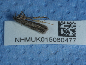  ( - NHMUK015060477)  @11 [ ] Unspecified (default): All Rights Reserved  Unspecified Unspecified