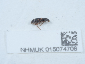  ( - NHMUK015074706)  @11 [ ] Unspecified (default): All Rights Reserved  Unspecified Unspecified