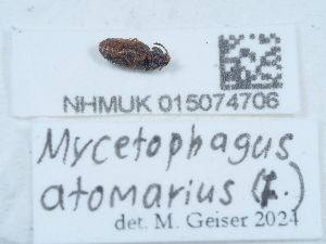  ( - NHMUK015074706)  @11 [ ] Unspecified (default): All Rights Reserved  Unspecified Unspecified