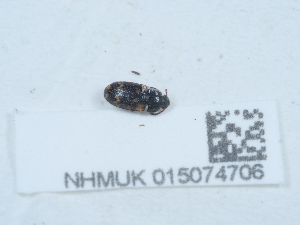  ( - NHMUK015074706)  @11 [ ] Unspecified (default): All Rights Reserved  Unspecified Unspecified