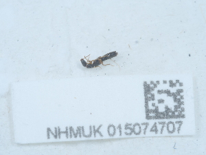  ( - NHMUK015074707)  @11 [ ] Unspecified (default): All Rights Reserved  Unspecified Unspecified