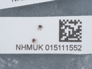  ( - NHMUK015111552)  @11 [ ] Unspecified (default): All Rights Reserved  Unspecified Unspecified