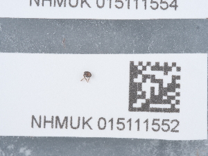  ( - NHMUK015111552)  @11 [ ] Unspecified (default): All Rights Reserved  Unspecified Unspecified