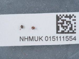  ( - NHMUK015111554)  @11 [ ] Unspecified (default): All Rights Reserved  Unspecified Unspecified