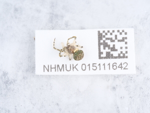  ( - NHMUK015111642)  @11 [ ] Unspecified (default): All Rights Reserved  Unspecified Unspecified