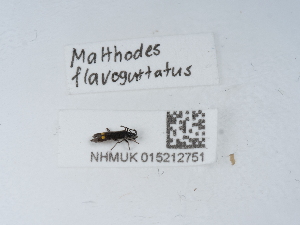  ( - NHMUK015212751)  @11 [ ] Unspecified (default): All Rights Reserved  Unspecified Unspecified