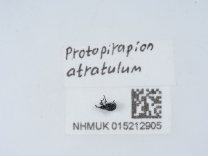  ( - NHMUK015212905)  @11 [ ] Unspecified (default): All Rights Reserved  Unspecified Unspecified