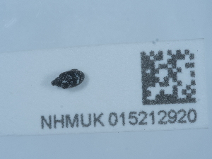  ( - NHMUK015212920)  @11 [ ] Unspecified (default): All Rights Reserved  Unspecified Unspecified