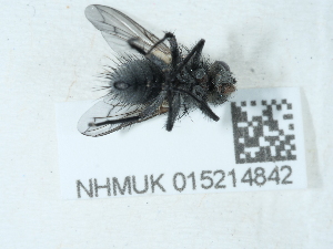  ( - NHMUK015214842)  @11 [ ] Unspecified (default): All Rights Reserved  Unspecified Unspecified