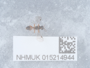  ( - NHMUK015214944)  @11 [ ] Unspecified (default): All Rights Reserved  Unspecified Unspecified