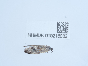  ( - NHMUK015215032)  @11 [ ] Unspecified (default): All Rights Reserved  Unspecified Unspecified