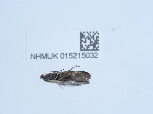  ( - NHMUK015215032)  @11 [ ] Unspecified (default): All Rights Reserved  Unspecified Unspecified
