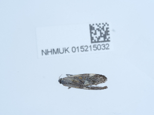  ( - NHMUK015215032)  @11 [ ] Unspecified (default): All Rights Reserved  Unspecified Unspecified