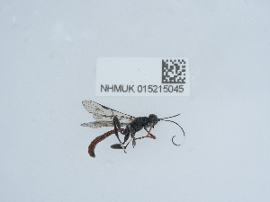  ( - NHMUK015215045)  @11 [ ] Unspecified (default): All Rights Reserved  Unspecified Unspecified