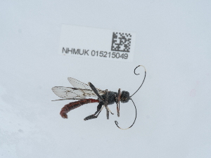  ( - NHMUK015215049)  @11 [ ] Unspecified (default): All Rights Reserved  Unspecified Unspecified