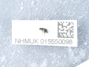  ( - NHMUK015550098)  @11 [ ] Unspecified (default): All Rights Reserved  Unspecified Unspecified