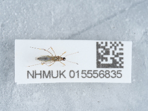  ( - NHMUK015556835)  @11 [ ] Unspecified (default): All Rights Reserved  Unspecified Unspecified