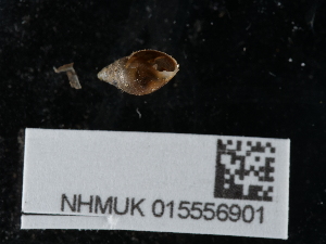  ( - NHMUK015556901)  @11 [ ] Unspecified (default): All Rights Reserved  Unspecified Unspecified
