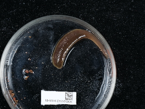  (Trocheta subviridis - NHMUK015556905)  @11 [ ] Unspecified (default): All Rights Reserved  Unspecified Unspecified