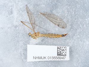  ( - NHMUK015556947)  @11 [ ] Unspecified (default): All Rights Reserved  Unspecified Unspecified