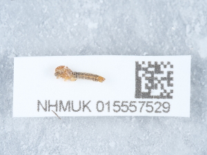 ( - NHMUK015557529)  @11 [ ] Unspecified (default): All Rights Reserved  Unspecified Unspecified