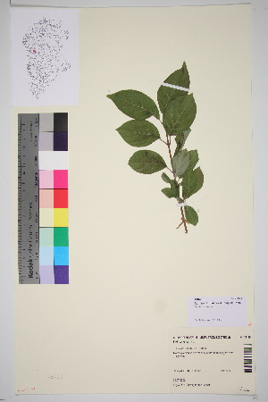  (Syringa josikaea - TROM_V_148450_sg)  @11 [ ] CreativeCommons - Attribution Non-Commercial Share-Alike (2016) Unspecified Tromsø University Museum