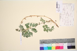  ( - TROM_V_102891_sg)  @11 [ ] CreativeCommons - Attribution Non-Commercial Share-Alike (2016) Unspecified Tromso University Museum