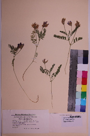 ( - TROM_V_102956_sg)  @11 [ ] CreativeCommons - Attribution Non-Commercial Share-Alike (2018) Unspecified Tromsø University Museum